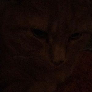 Meet your Posher, Tracey